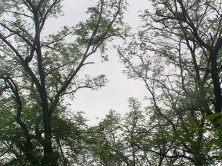 枝繁叶茂