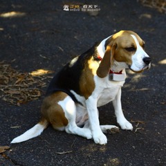 孤独@Old Salem.JPG