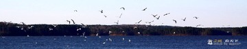 群舞@Jordan Lake.JPG