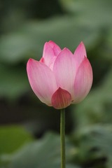 记忆
