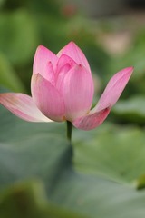 菡萏