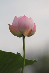 相映