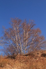 IMG_4390.JPG