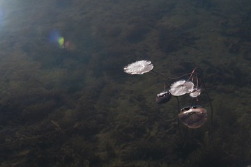 IMG_4290.JPG