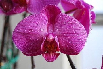 泪花