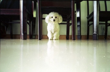 小犬旺