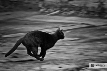 奔跑的猫