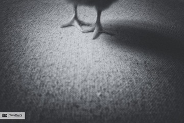小鸡的第一步