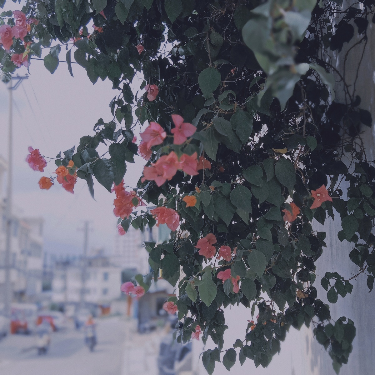 无人问津的巷口总是开满鲜花