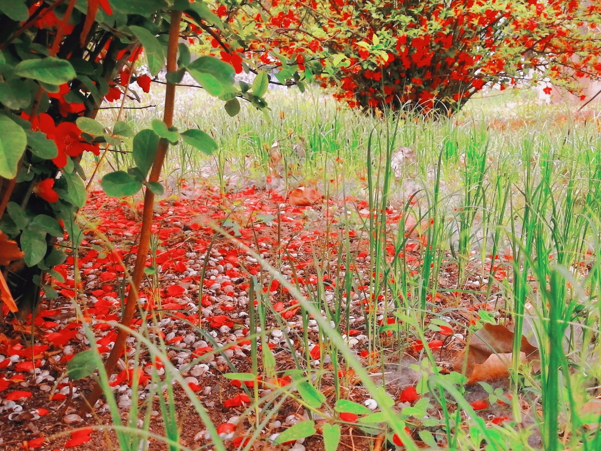 被风吹下的花瓣和睡着的小蜗牛