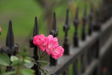 蔷薇与护花使者
