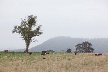 Cattle, Tree and Meadow