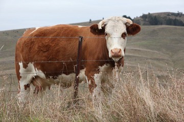  Cow