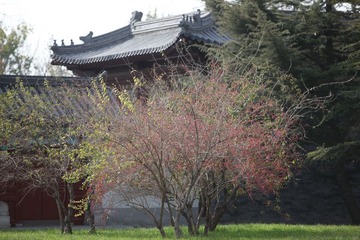红色果实