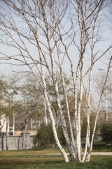 白杨