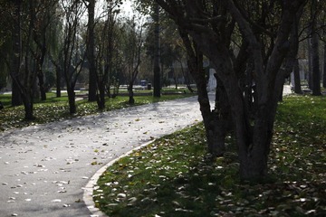 落叶的路