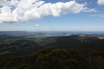 Tree Top View