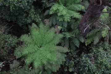 Ferns