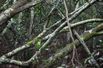 Branches