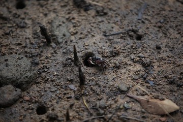 Little Crab