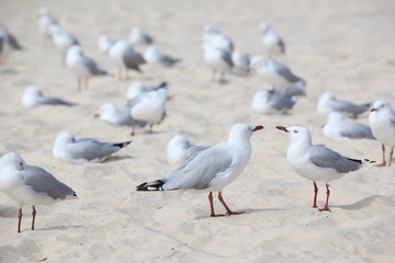 Seagulls