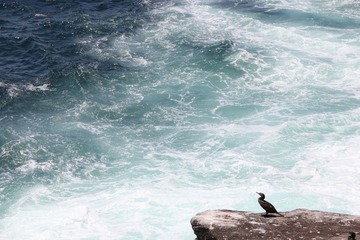 Looking at the Sea