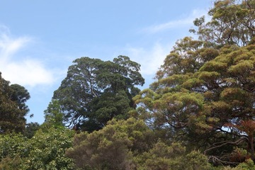 Green Mantle