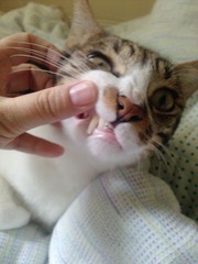 牙