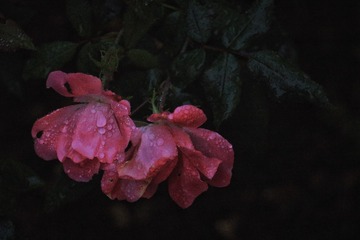 60B88407-268D-4010-A96B-93B207DA0CD2/L0/001