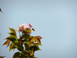 采蜜了~