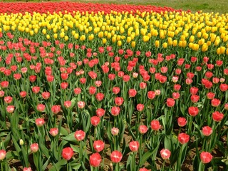 花丛