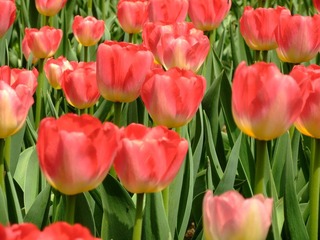 花丛