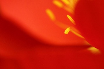 探春