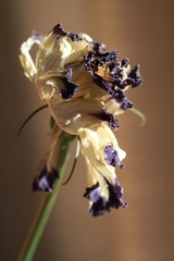 blooming