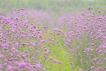 夏花