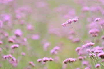 夏花