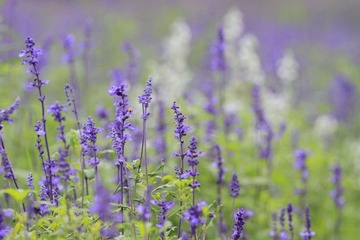 夏花