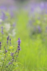 夏花