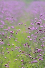 夏花