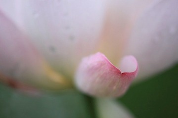 雨后新荷