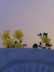 A4B8C291-1C39-4B74-A79E-B56826DC063A/L0/001