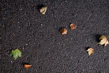 落叶