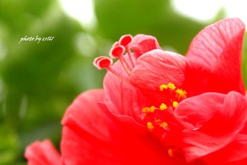 花蕊