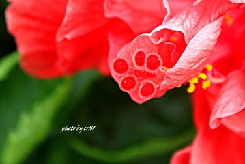 花蕊