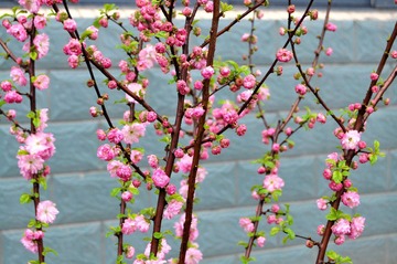 雨花