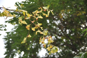 DSC_0991.JPG