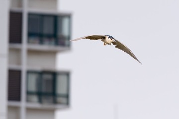 DSC_3483 拷贝