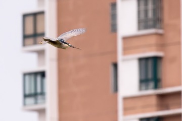 DSC_3288 拷贝