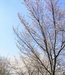 P4056067