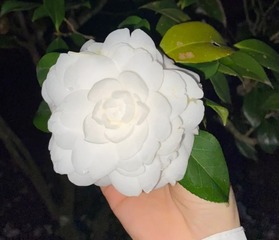 1534872